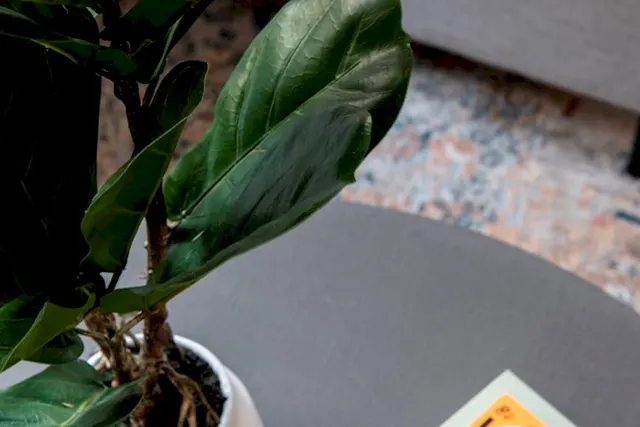 Could not identify